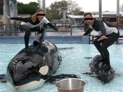 Orcas At Seaworld