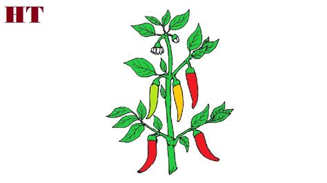 How To Draw A Capsicum Step By Step Youtube