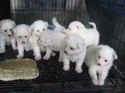 Wood planks flooring designs and prices / tiles. Japanese Spitz RUSH FOR SALE ADOPTION from Cavite @ Adpost ...