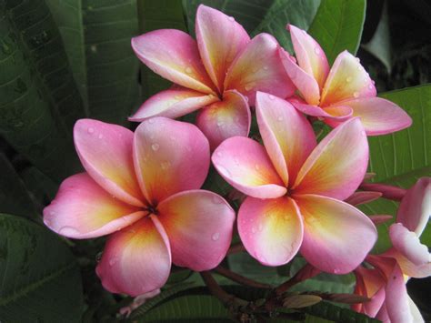 The Plumeria Tahitian Sunset Shot Late Afternoon Plumeria Flowers