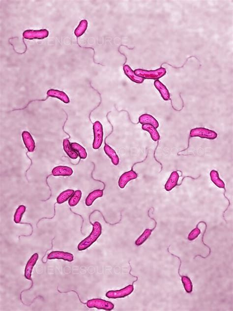 Photograph Vibrio Cholerae Bacteria Lm Science Source Images