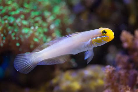 1 Goby Species Schindleria Brevipinguis Stout Infantfish Takes The