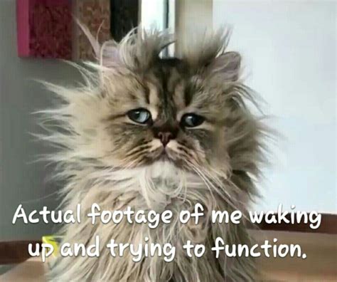 🖤 Funny Wake Up Cat Memes 2021