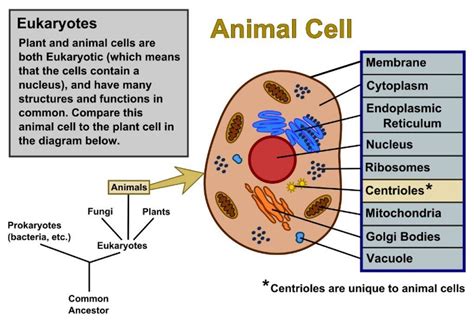 Plant And Animal Cells Are Compared And Contrasted Using Labelled