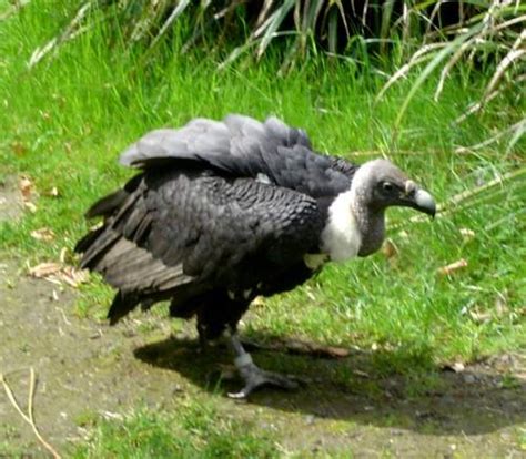 White Rumped Vulture Birds Of India Bird World