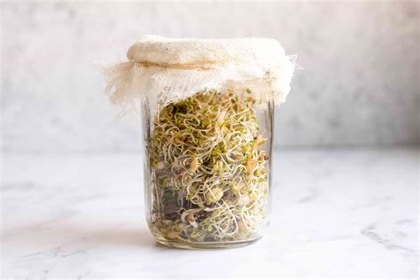 How To Grow Sprouts In A Jar