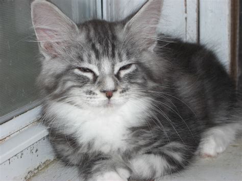 Learn more about this rugged cat breed here! Maine Coon Cat Gray And White - Best Cat Wallpaper