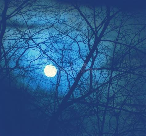Luna Piena In Una Foresta Scura Immagine Stock Immagine Di Autunno