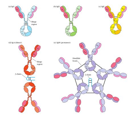 Immunoglobulins Antibodies Structure And Classes • Microbe Online