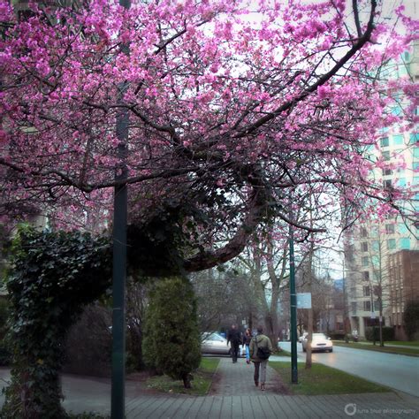 And now, being a 12th grader, he enters the same class as taesung, which makes the whole situation way more awkward. Winter Blossoms | Cherry blossoms have appeared in ...