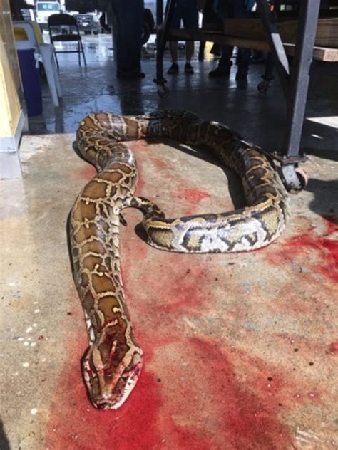 Hunting Challenge Netting Huge Pythons In Florida Everglades