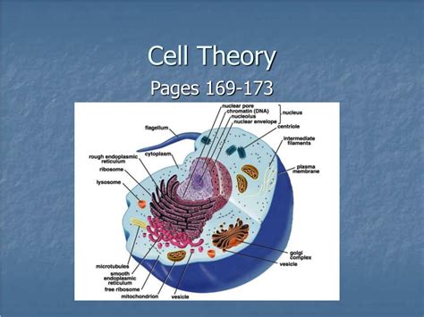 Ppt Cell Theory Powerpoint Presentation Free Download Id5744107