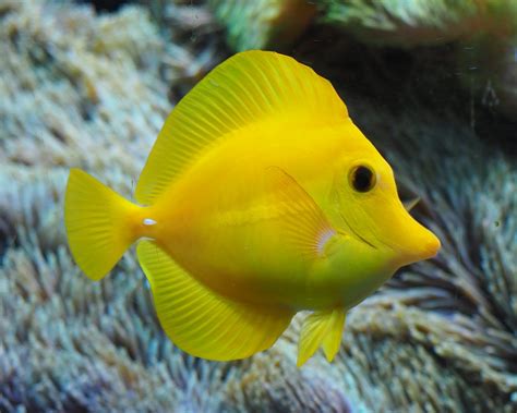 Top 12 Favorite Reef Safe Fish Reef2reef Saltwater And Reef Aquarium
