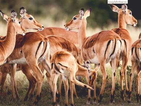 Private Kenya Safari Luxury Safari Lodges