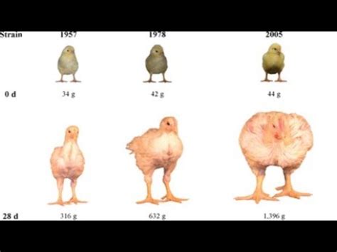 Les phases d élevage des poulets de chair YouTube