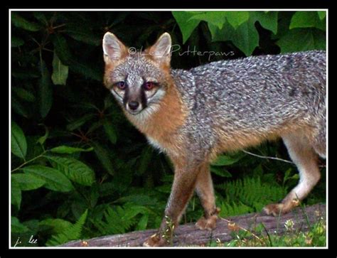 Items Similar To North Carolina Gray Fox Art Wildlife Photograph 8 X 10