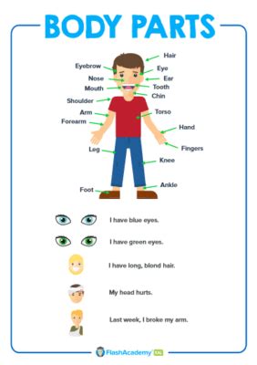 Body Parts Poster - FlashAcademy