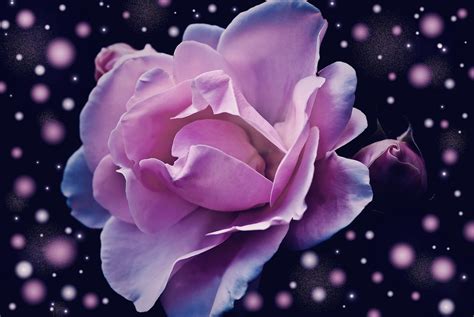 Maybe you would like to learn more about one of these? Flower Meanings in Dreams: Interpreting Flower Dreams ...