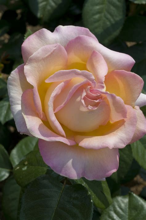 Rosa Andmeibderosandpbr Rose Elle Rosesrhs Gardening