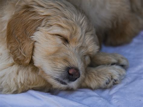 Puppy Sleepiing Free Stock Photo Public Domain Pictures