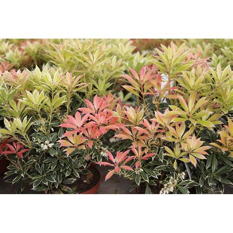 Pieris Japonica Flaming Silver Is A Definite High Impact Shrub For