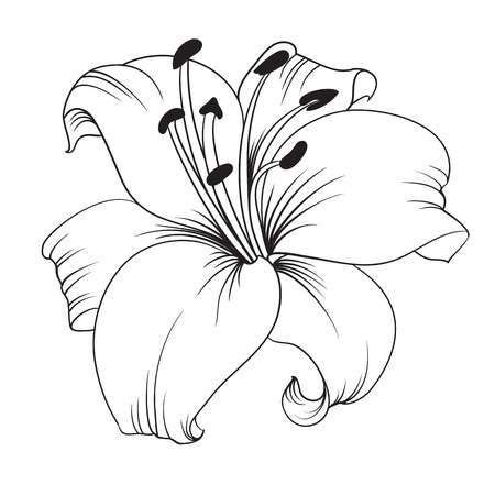Noir et blanc lys illustration de dessin vectoriel. Lys blanc isolé sur un fond blanc. Carte avec fleurs de ...