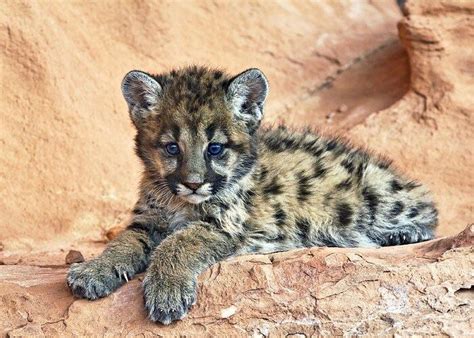 Cute Baby Mountain Lion