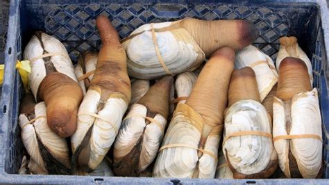 everything you need to know about geoducks eater gentlemint