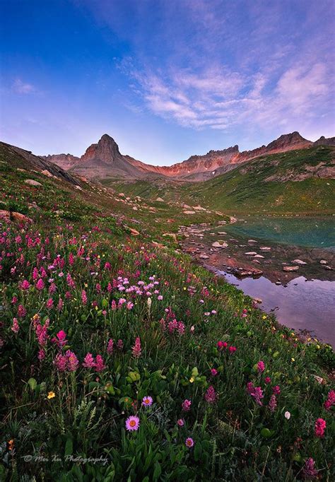 Colorado Wild Flowers Around Ice Lake Scenic Destinations Wild