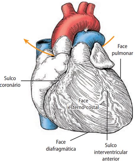 Sistema Cardiovascular O Que é órgãos E Características