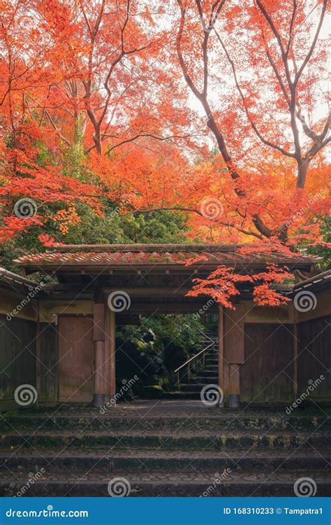 Ruriko In Temple With Colorful Maple Leaves Or Fall Foliage In Autumn