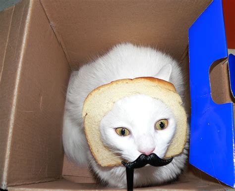 Image 247700 Cat Breading Know Your Meme