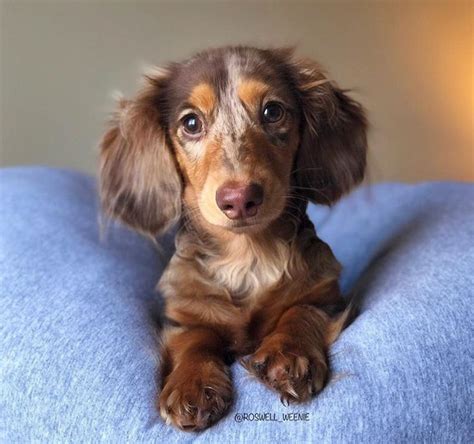 Pin By Lisa Fagan On Puppy Love Dachshund Love Cute Animals Dog