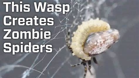 this parasitic wasp creates zombie spiders youtube