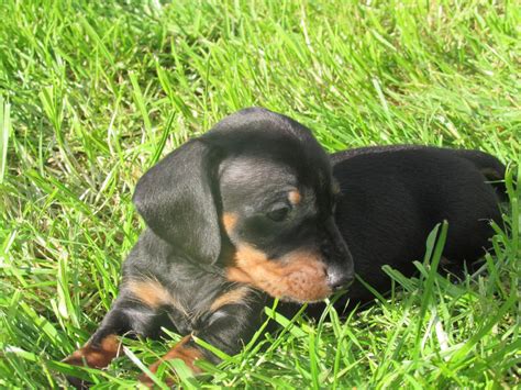 <p>looking for dachshund puppies for sale rochester ny? Dachshund Puppies For Sale | New York, NY #191639