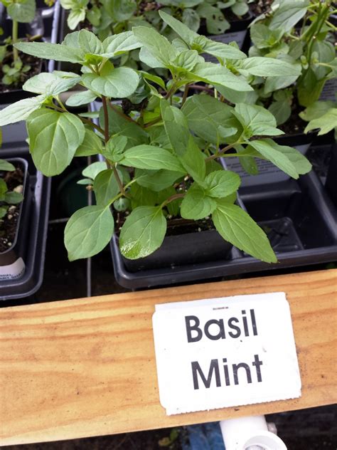 Basil Mint New Items Just Listed