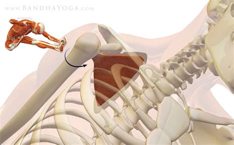 The Daily Bandha Shoulder Biomechanics Part I The Subscapularis Muscle