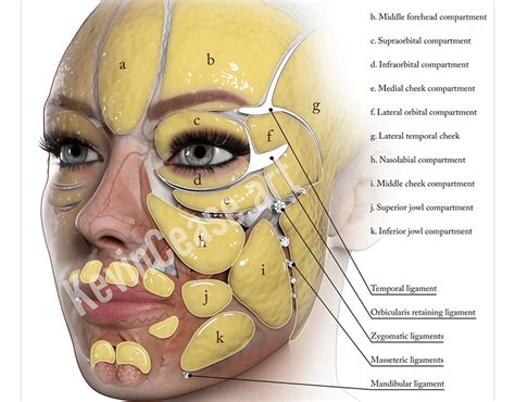 Aesthetic Creator Anatomy Images On Behance Anatomy Images Facial