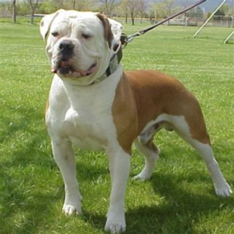 Johnson, considered by many to be the primary founder of the american bulldog. American bulldog Johnson type | pets | Pinterest