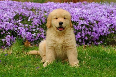 Razas De Perros Golden Retriever Caracteristicas Y Cuidados Dogalize