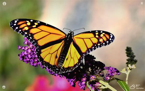 Monarch Butterfly Hd Wallpapers New Tab Impressive Nature