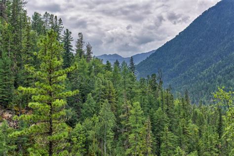 Siberian Mountain Taiga Dense Dark Coniferous Forest Stock Image