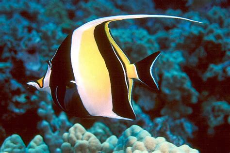 German tuxedo black and white pastel guppies plus some feeding and food preferences as well as a gander at the bettas.also if you want to support or. Moorish Idol - MY PETS