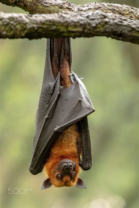Fruit Bat Flying Fox Bat Flying Fox Bat Fruit Bat