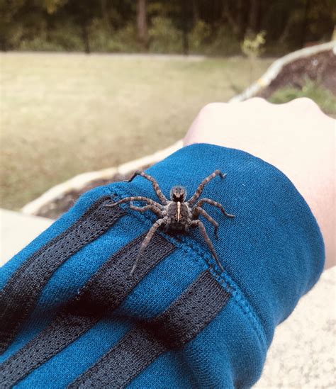 Found This Beauty In My Garage Wolf Spider Rspiders