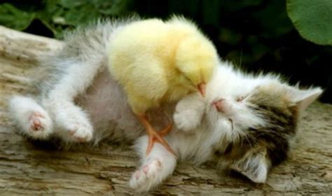 Cute Alert Kitten And Chick Snuggle Up Together Metro News