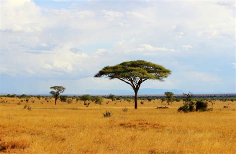 1500 African Savanna Pictures Download Free Images On Unsplash