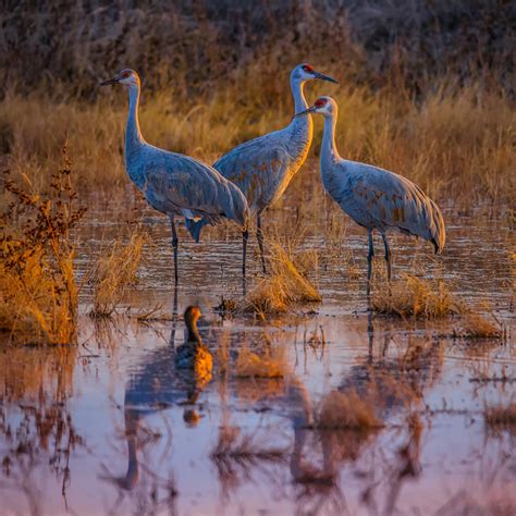 Bosque Del Apache National Wildlife Refuge William Horton Photography