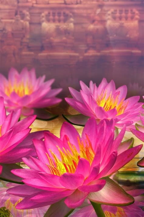 Background Lotus Flower Wallpaper