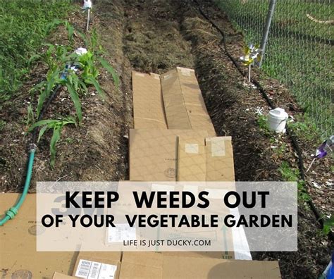 How To Keep Weeds Out Of Vegetable Garden Fasci Garden